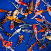 Standard Koi 3”